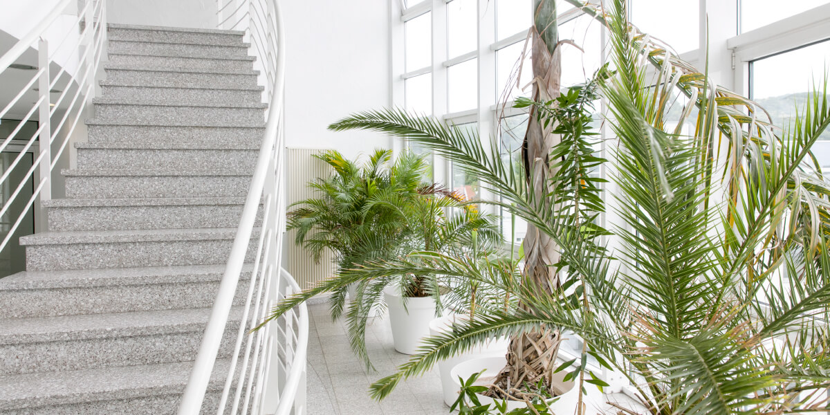 Einblick in das helle, begrünte Palmentreppenhaus des Hauptstandortes Bonn